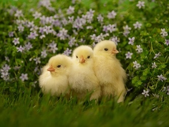 Cute, Fluffy, and Harboring Bacteria - The Truth About Backyard Poultry