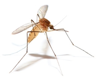 Mosquito-Borne Illnesses - More Than Just Itchy Bumps!