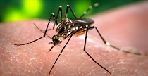 What You Need to Know About Zika Virus